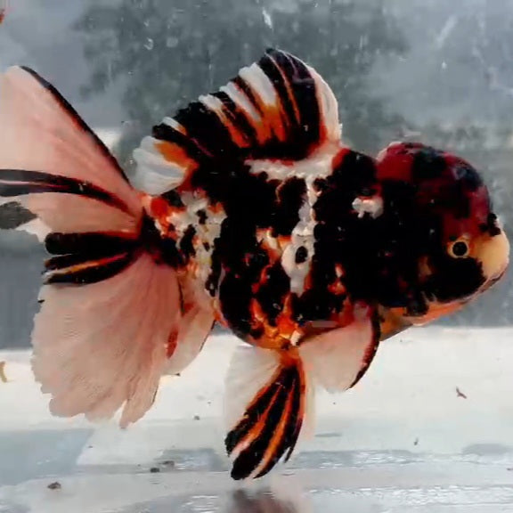 Thai Tri Color Tiger Orchid Tail Oranda 4.00 inch Body (QGF-JO1225)