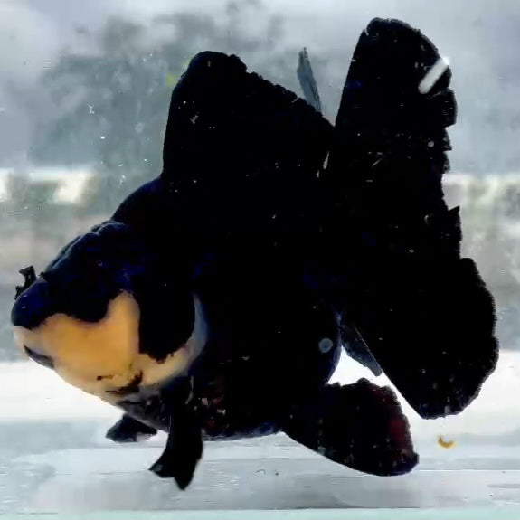 Thai Panda Orchid Tail Oranda 4.00 inch Body (QGF-JO1226)