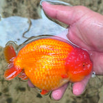 A Grade Our Choice Red Dragon Head Ranchu 2.50 inch Body (CGF)