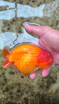 A Grade Our Choice Red Dragon Head Ranchu 2.50 inch Body (CGF)