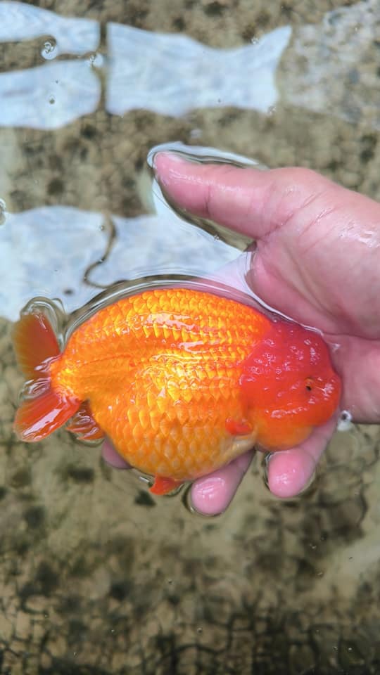 A Grade Our Choice Red Dragon Head Ranchu 2.50 inch Body (CGF)