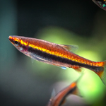 Live Freshwater Aquarium Red Beckford Pencilfish
