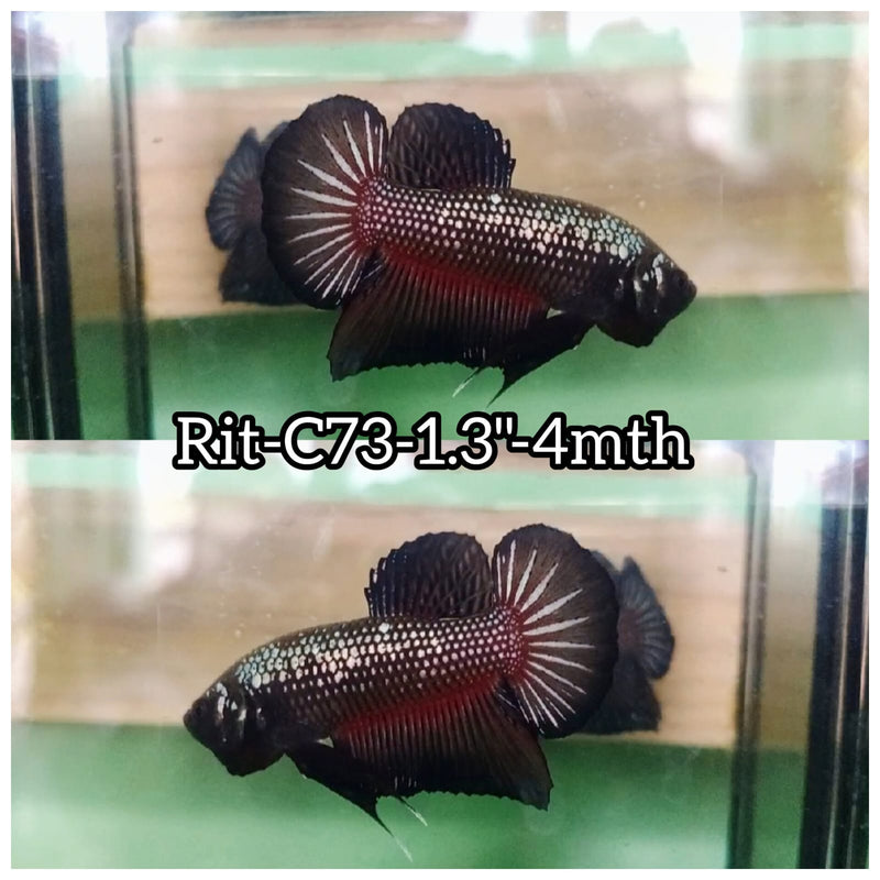 (RIT-C73) HYBRID BLACK STAR SAMURAI PLAKAT MALE BETTA