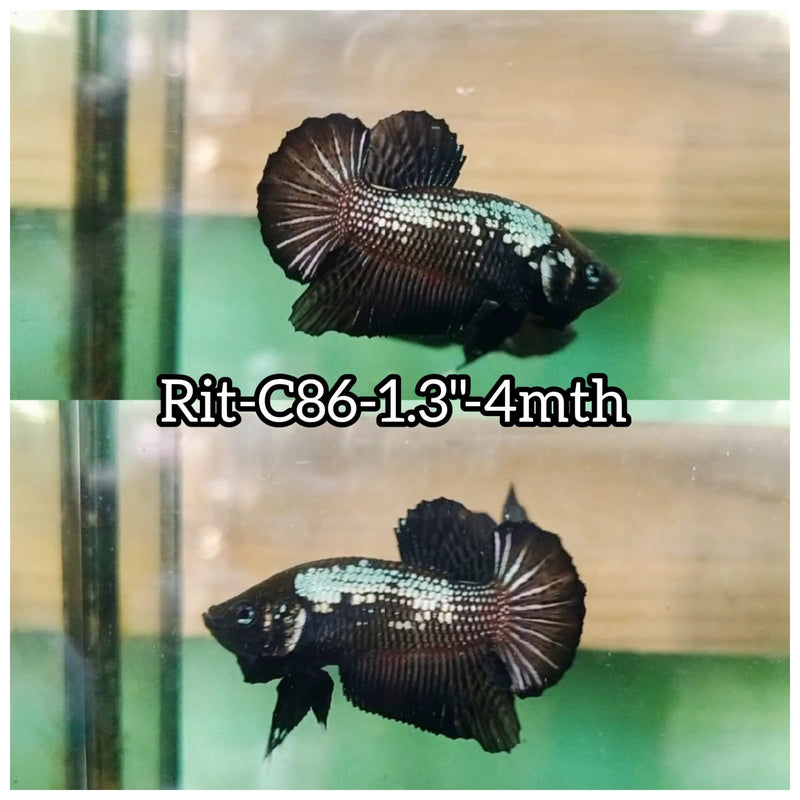 (RIT-C86) BLACK MAMBA PLAKAT MALE BETTA