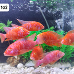 Live Freshwater Aquarium Albino Pink OB Peacock African Cichlid (Aulonocara sp.) (CHD-113)
