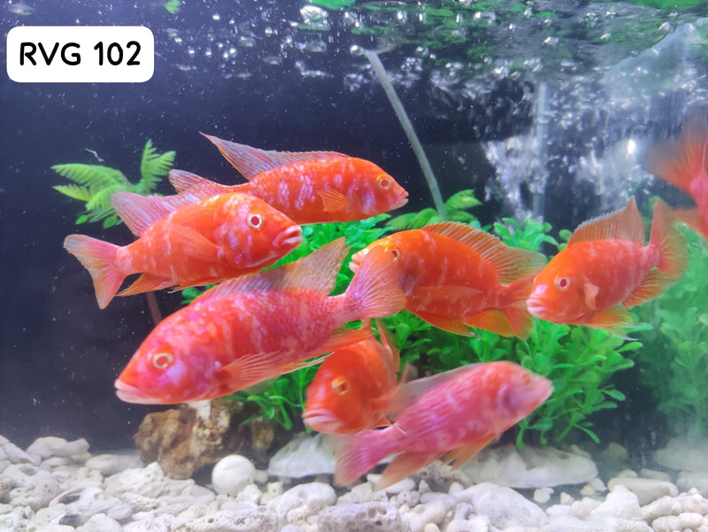 Live Freshwater Aquarium Albino Pink OB Peacock African Cichlid (Aulonocara sp.) (CHD-113)