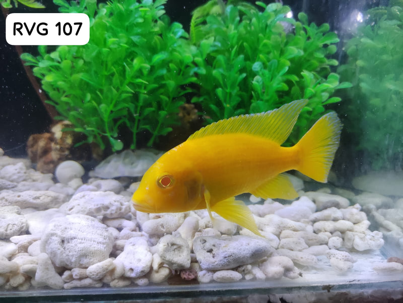 Albino Golden Peacock (Aulonocara sp.) over 4.00 inch Male (CHD-131)