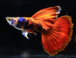 Rare Black Red Tiger Guppy