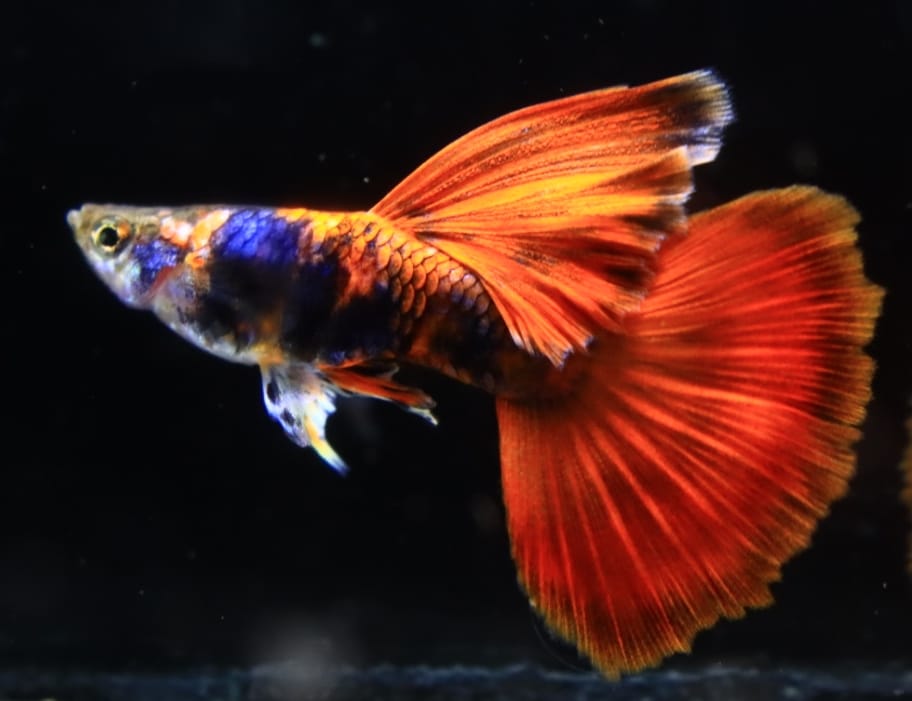 Rare Black Red Tiger Guppy