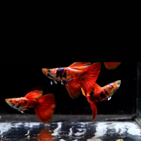 Rare Black Red Tiger Guppy