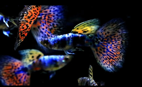Rare Lazuri Rainbow Tiger Red Mosaic