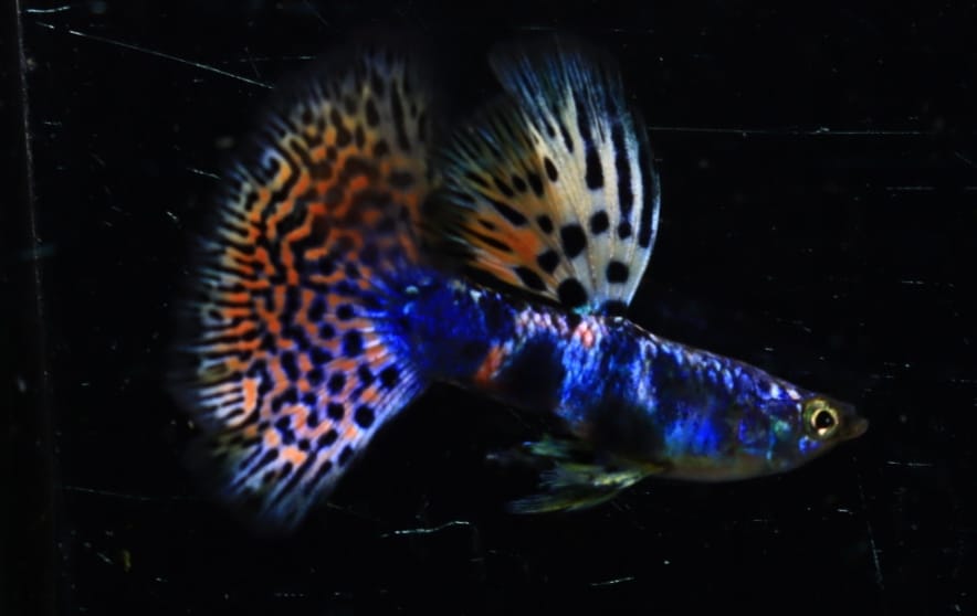 Rare Lazuri Rainbow Tiger Red Mosaic male guppy