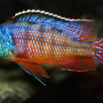 Live Freshwater Aquarium African Cichlid Red Empress (Protomelas Taeniolatus)(CHD-105)U028