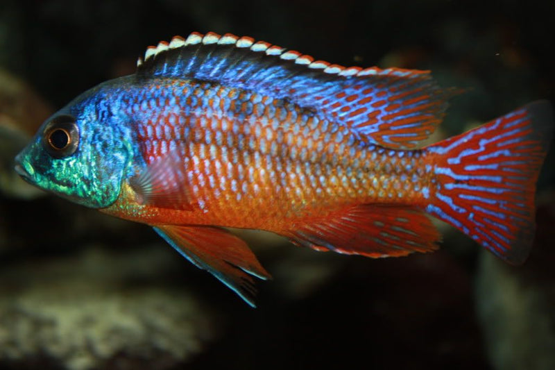 Live Freshwater Aquarium African Cichlid Red Empress (Protomelas Taeniolatus)(CHD-105)U028