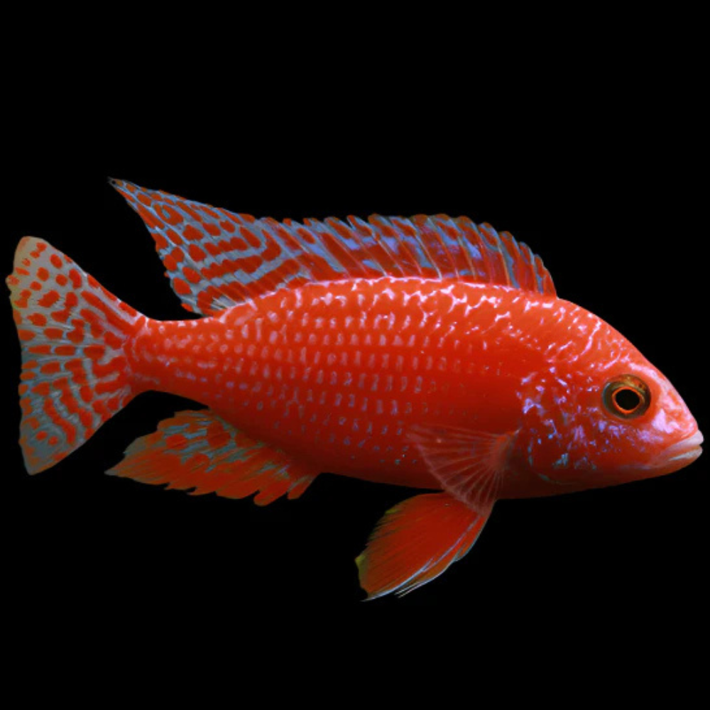 Live African Cichlid Red Dragon Blood Peacock Cichlid (CHD-165