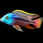 Red Empress African Cichlid