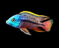 Live Freshwater Aquarium African Cichlid Red Empress (Protomelas Taeniolatus)(CHD-105)U028