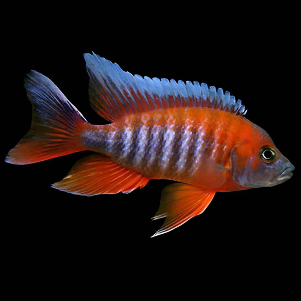 Red Jacob Peacock Cichlid (Aulonocara Jacobfreibergi) | African Cichlid ...