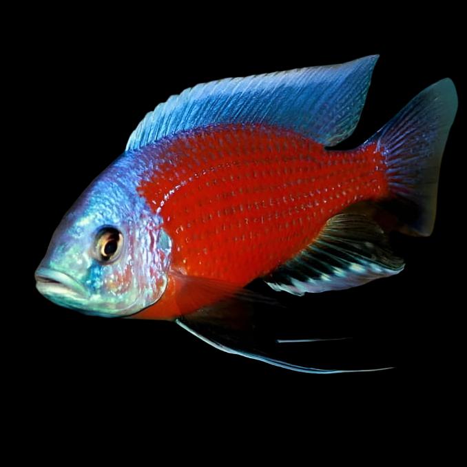 Red Kadango African Cichlid