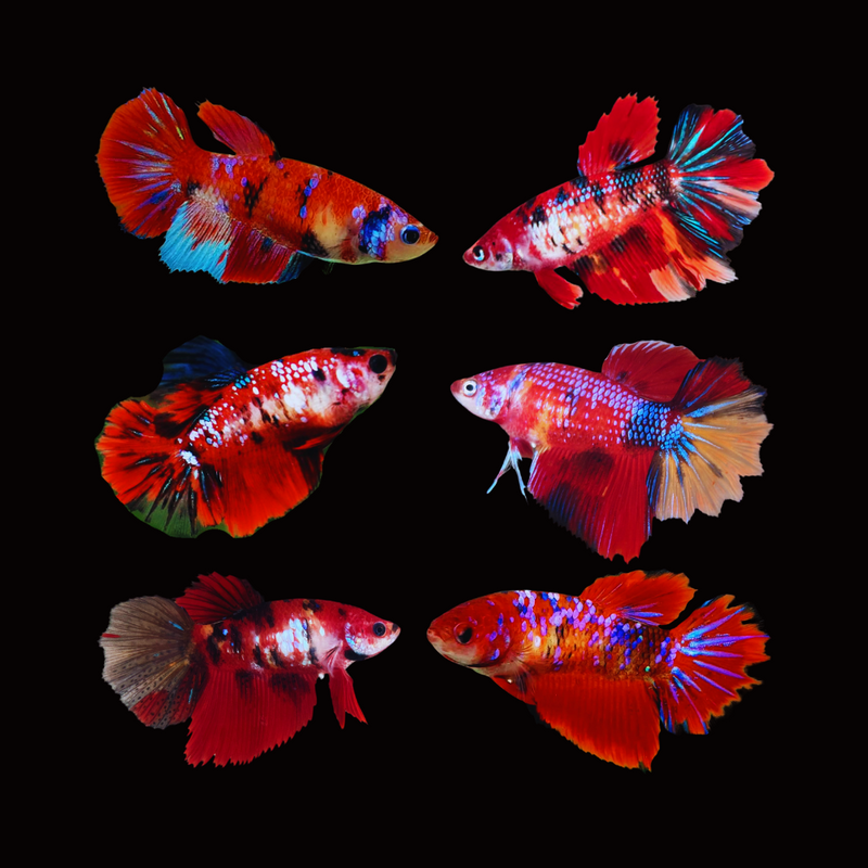 Red Koi Galaxy Halfmoon Female Betta