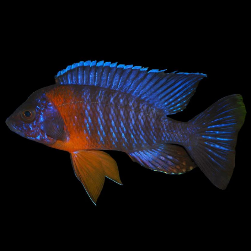 Red Shoulder Peacock African Cichlid