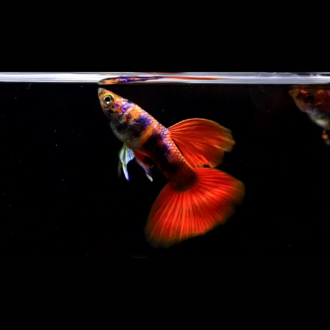 Red Tiger Fancy Guppy