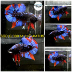 Premium Plakat Male Betta Avatar Our Choice (CBM-1068)