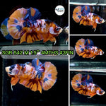 NEMO GALAXY/KOI GALAXY/KOI METALLIC PLAKAT MALE BETTA Our Choice (CBM-1086)