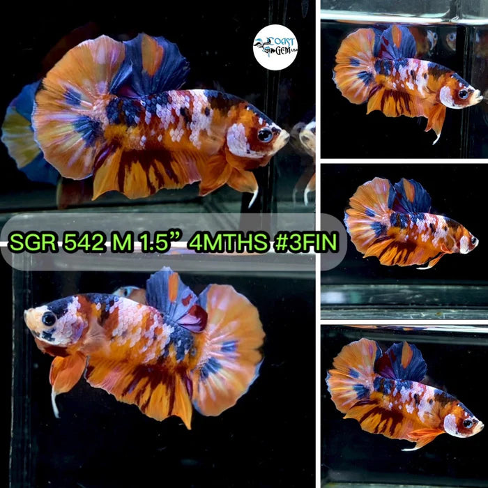 NEMO GALAXY/KOI GALAXY/KOI METALLIC PLAKAT MALE BETTA Our Choice (CBM-1086)