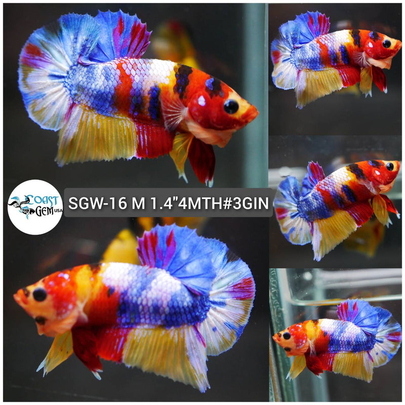 (SGW-16) Nemo Yellow Multicolor Plakat Male Betta