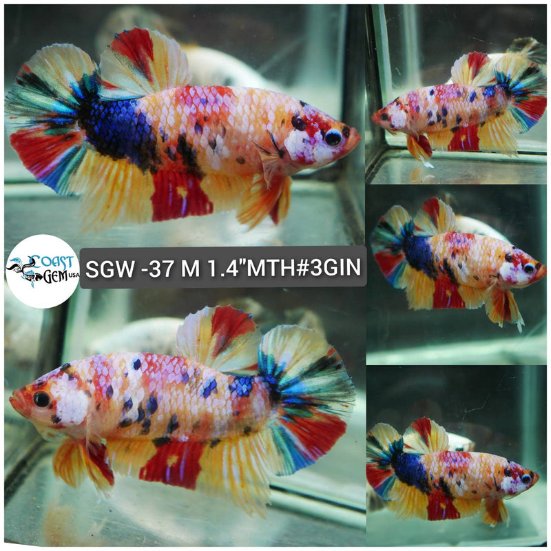 (SGW-37) Yellow Multicolor Plakat Male Betta