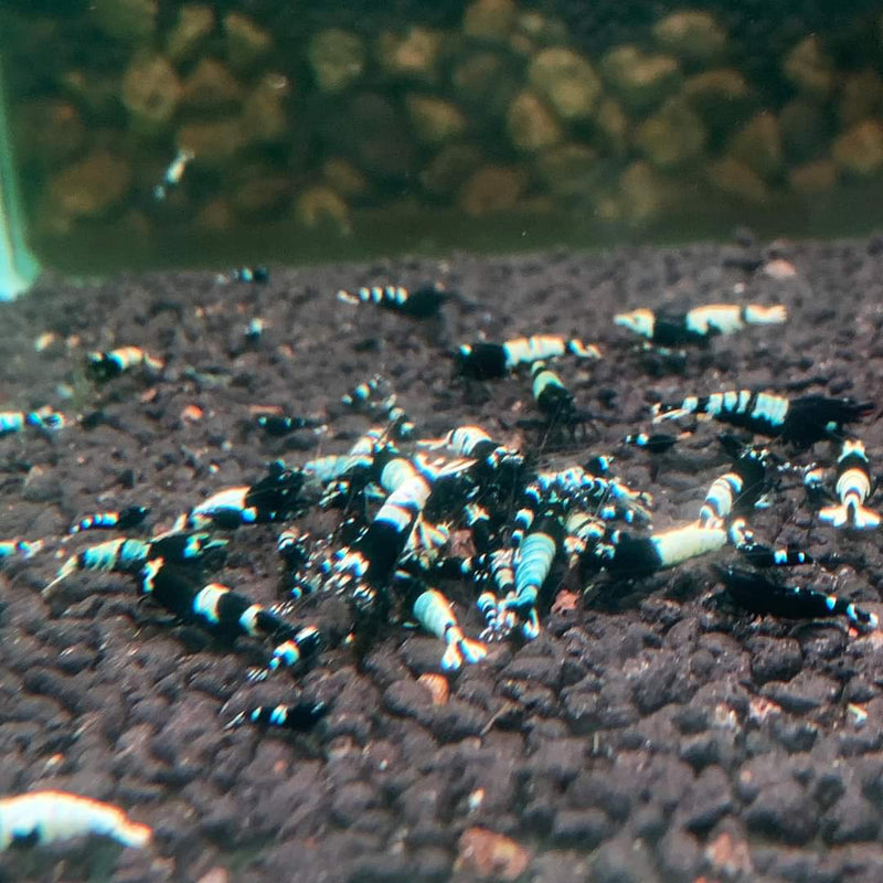 Live Freshwater Aquarium Shrimp Shadow Panda (Caridina)