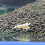Live Freshwater Aquarium Shrimp White Bee (Caridina)