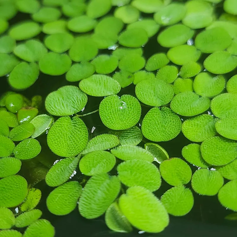 SALVINIA MINIMA 4oz cup Floating Aquatic Plants