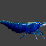 Live Freshwater Aquarium Fancy Premium High Grade Blue Diamond/Ocean Blue Shrimp Dark Dark Blue 10/$30, 20/$50 (Neocaridina sp.)(FS-012)