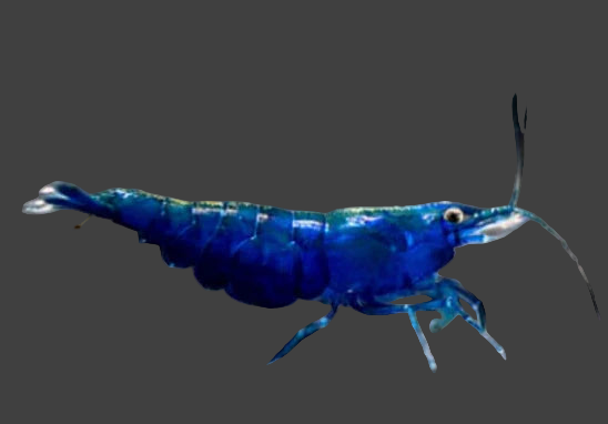 Live Freshwater Aquarium Fancy Premium High Grade Blue Diamond/Ocean Blue Shrimp Dark Dark Blue 10/$25, 20/$40 (Neocaridina sp.)(FS-012)