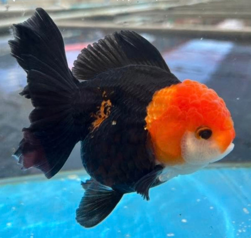 Live Fancy Goldfish Premium Select Our Choice Short Body SMALL BREED Tri Color Special Color Thai Oranda GROW UP TO 2.5-3.5'' BODY (CGF-024)