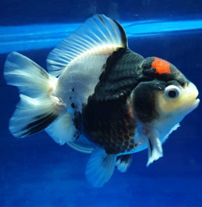 Live Fancy Goldfish Premium Select Our Choice Short Body SMALL BREED Tri Color Special Color Thai Oranda GROW UP TO 2.5-3.5'' BODY (CGF-024)