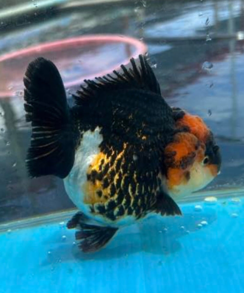 Live Fancy Goldfish Premium Select Our Choice Short Body SMALL BREED Tri Color Special Color Thai Oranda GROW UP TO 2.5-3.5'' BODY (CGF-024)