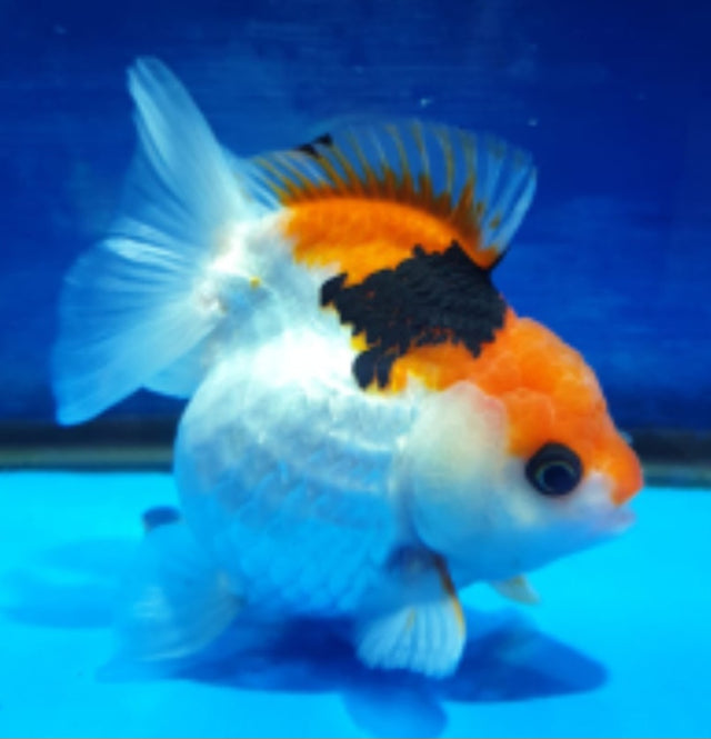 Live Fancy Goldfish Premium Select Our Choice Short Body SMALL BREED Tri Color Special Color Thai Oranda GROW UP TO 2.5-3.5'' BODY (CGF-024)