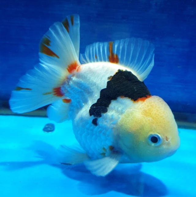 Live Fancy Goldfish Premium Select Our Choice Short Body SMALL BREED Tri Color Special Color Thai Oranda GROW UP TO 2.5-3.5'' BODY (CGF-024)