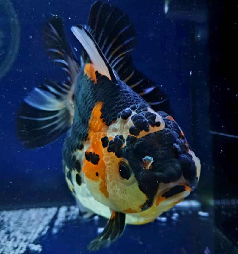 Live Fancy Goldfish Premium Select Our Choice Short Body SMALL BREED Tri Color Special Color Thai Oranda GROW UP TO 2.5-3.5'' BODY (CGF-024)