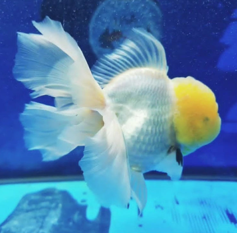 Live Fancy Goldfish Premium Select Our Choice MEDIUM SIZE BREED  White Thai Oranda GROW UP TO 4-4.5'' BODY(CGF-043)