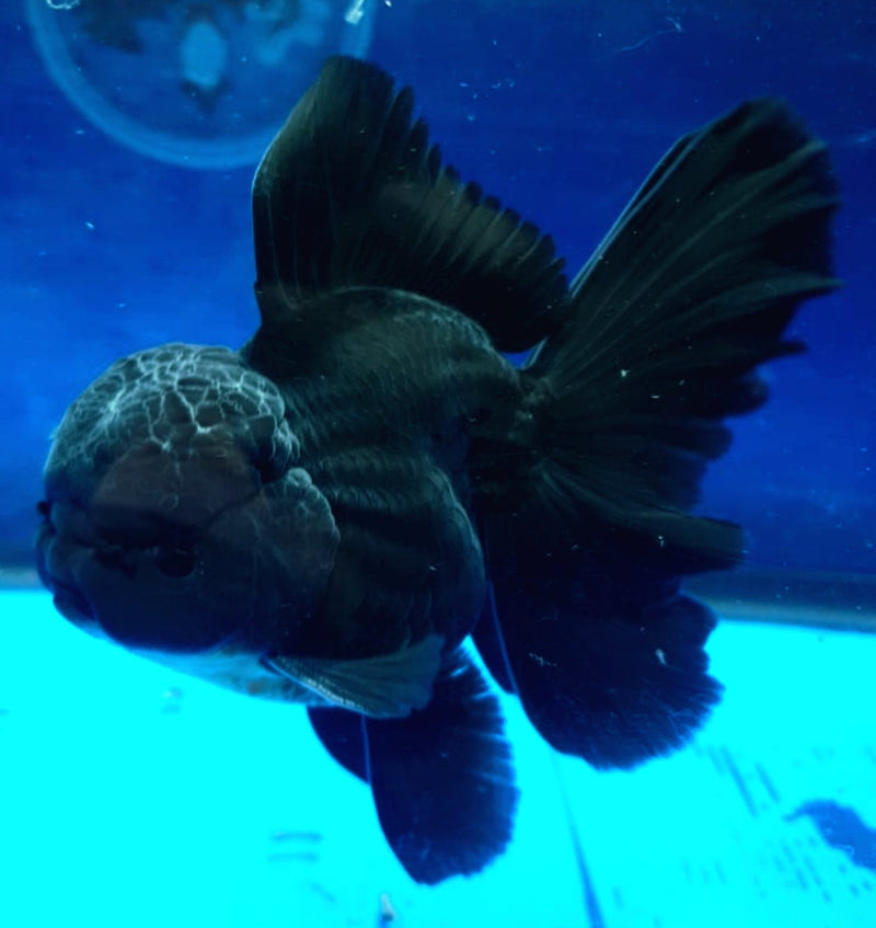 Live Fancy Goldfish Premium Select Our Choice MEDIUM SIZE BREED  SUPER Black Color Thai Oranda GROW UP TO 4-4.5'' BODY(CGF-041)