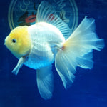 Live Fancy Goldfish Premium Select Our Choice MEDIUM SIZE BREED  White Thai Oranda GROW UP TO 4-4.5'' BODY(CGF-043)