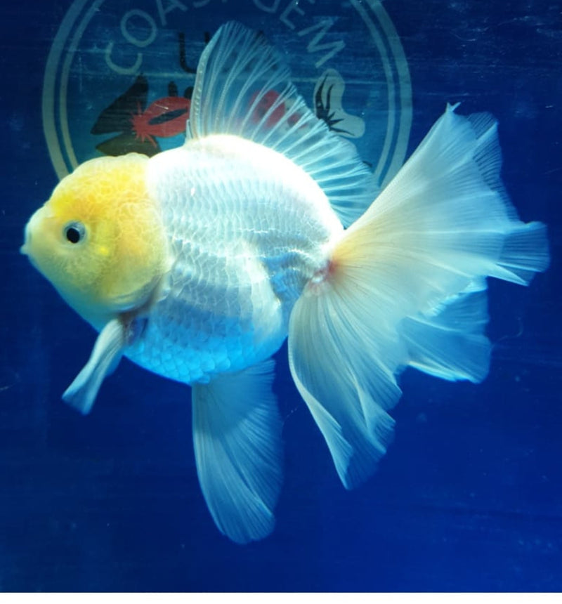 Live Fancy Goldfish Premium Select Our Choice MEDIUM SIZE BREED  White Thai Oranda GROW UP TO 4-4.5'' BODY(CGF-043)