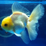 Live Fancy Goldfish Premium Select Our Choice MEDIUM SIZE BREED  White Thai Oranda GROW UP TO 4-4.5'' BODY(CGF-043)