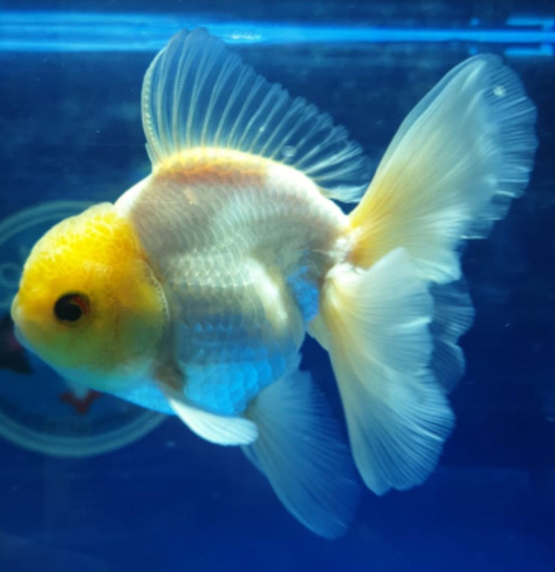Live Fancy Goldfish Premium Select Our Choice MEDIUM SIZE BREED  White Thai Oranda GROW UP TO 4-4.5'' BODY(CGF-043)