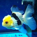 Live Fancy Goldfish Premium Select Our Choice MEDIUM SIZE BREED  PandaThai Oranda GROW UP TO 4-4.5'' BODY(CGF-045)
