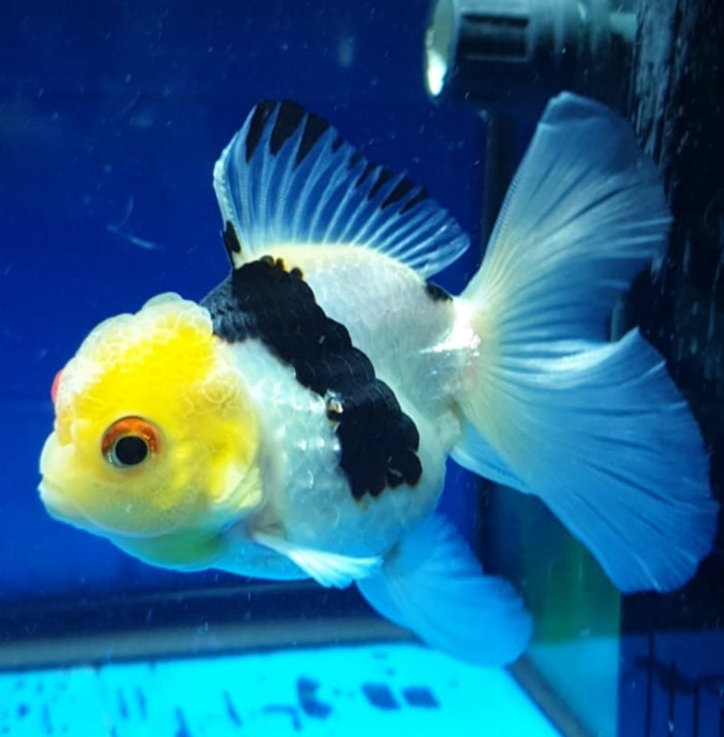 Live Fancy Goldfish Premium Select Our Choice MEDIUM SIZE BREED  PandaThai Oranda GROW UP TO 4-4.5'' BODY(CGF-045)